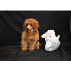 Пуделя щенок мальчик миниатюрный рыжий КВИККИ