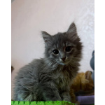 Котенок Пинки в добрые руки