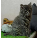 Котенок Пинки в добрые руки