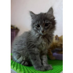 Котенок Пинки в добрые руки