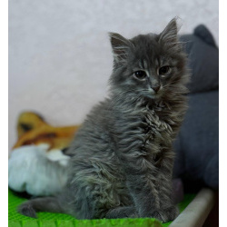 Котенок Пинки в добрые руки