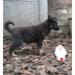 Продаются щенки немецкой овчарки