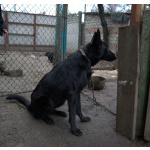 Продаются щенки немецкой овчарки