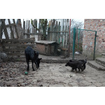 Продаются щенки немецкой овчарки