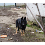 Продаются щенки немецкой овчарки
