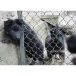 Продаются щенки немецкой овчарки