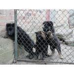 Продаются щенки немецкой овчарки