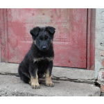 Продаются щенки немецкой овчарки