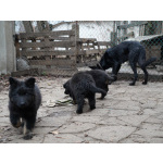 Продаются щенки немецкой овчарки