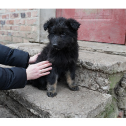 Продаются щенки немецкой овчарки