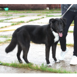 Собака-компаньон Туман мечтает о семье и доме!!!