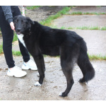 Собака-компаньон Туман мечтает о семье и доме!!!