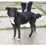 Собака-компаньон Туман мечтает о семье и доме!!!