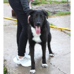 Собака-компаньон Туман мечтает о семье и доме!!!