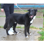 Собака-компаньон Туман мечтает о семье и доме!!!