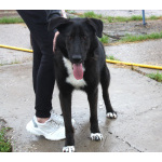 Собака-компаньон Туман мечтает о семье и доме!!!