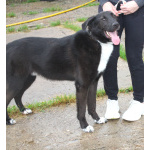 Собака-компаньон Туман мечтает о семье и доме!!!