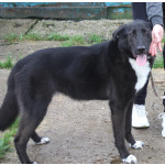 Собака-компаньон Туман мечтает о семье и доме!!!