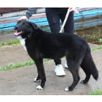 Собака-компаньон Туман мечтает о семье и доме!!!