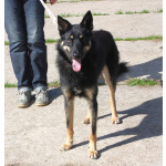 Дружелюбный красавчик Лимончик ищет дом и любимую семью