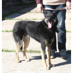 Дружелюбный красавчик Лимончик ищет дом и любимую семью