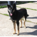 Дружелюбный красавчик Лимончик ищет дом и любимую семью