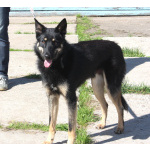 Дружелюбный красавчик Лимончик ищет дом и любимую семью