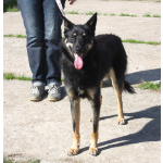 Дружелюбный красавчик Лимончик ищет дом и любимую семью