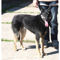 Дружелюбный красавчик Лимончик ищет дом и любимую семью