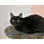 Шанти — леди в черном. Молодая кошечка в добрые руки.