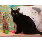 Шанти — леди в черном. Молодая кошечка в добрые руки.