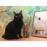 Шанти — леди в черном. Молодая кошечка в добрые руки.