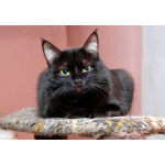 Шанти — леди в черном. Молодая кошечка в добрые руки.