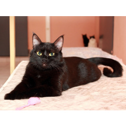 Шанти — леди в черном. Молодая кошечка в добрые руки.