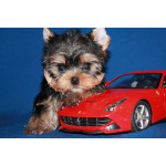 Трехмесячный мальчик Йоркширского терьера.