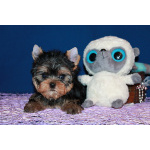 Трехмесячный мальчик Йоркширского терьера.