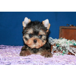 Трехмесячный мальчик Йоркширского терьера.