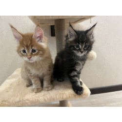 Резервирование котенка мейн-кун