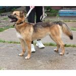 Позитивная Сэмми в поисках своей семьи!