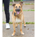 Позитивная Сэмми в поисках своей семьи!