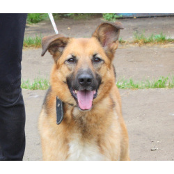 Позитивная Сэмми в поисках своей семьи!