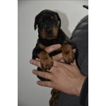 Доберман – прекрасные щенки