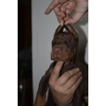 Доберман – прекрасные щенки