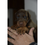 Доберман – прекрасные щенки