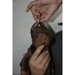 Доберман – прекрасные щенки