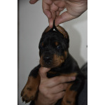 Доберман – прекрасные щенки