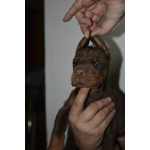 Доберман – прекрасные щенки