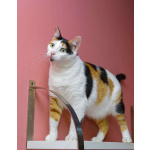 Кошечка - красотка Шанель в добрые руки!