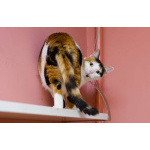 Кошечка - красотка Шанель в добрые руки!