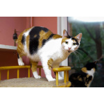 Кошечка - красотка Шанель в добрые руки!